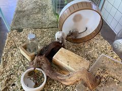 -酷以爬仙阁实体爬宠店·守宫·蜥蜴·专业繁育