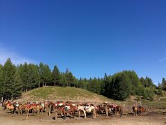 -塞罕坝国家级自然保护区