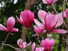 -深圳国际园林花卉博览园