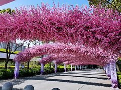 -南汇桃花村