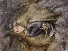 -佳雯宠物医院(四明中路分院)