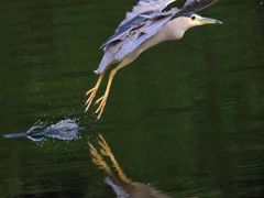 -重庆彩云湖湿地公园