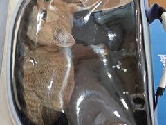 -米苏动物医院·犬猫专科·骨科外科内窥镜