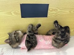 -中农大我爱我爱动物医院·核磁CT·猫病·24小时夜诊中心(石佛营店)