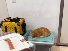 -四月宠物医院·猫专科·心脏专科·内科(转塘店)
