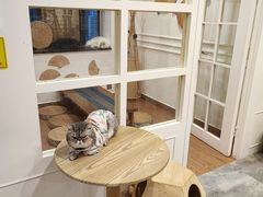 -楼上猫咖(罗湖店)