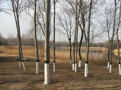 -大兴滨河森林公园