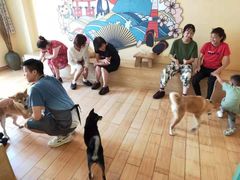 -喜柴咖啡·柴犬狗咖