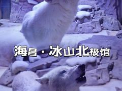 -上海海昌海洋公园-冰山北极馆