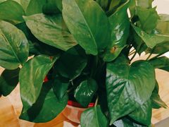 -金塔傣乡·云南民族特色菜·傣味手抓饭(金瓦路店)