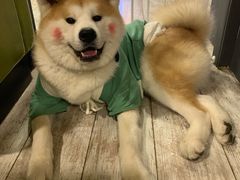 -百好乐宠物友好餐厅(朝外大街店)