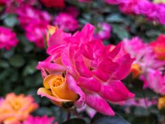 -闽江夜游台江旅游码头