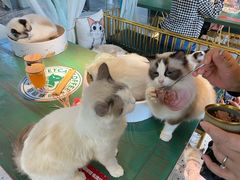 -喵喵咪呀布偶猫咖(春熙路店)