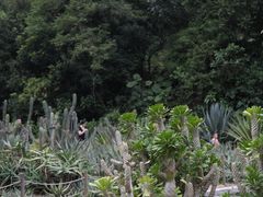 -深圳仙湖植物园