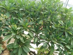 -南通洲际绿博园