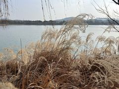 -羊山湖公园