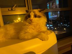-猫大福·Fortune Cat猫舍(百子湾店)