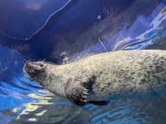 -上海海洋水族馆