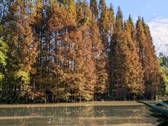 -桤木河湿地公园