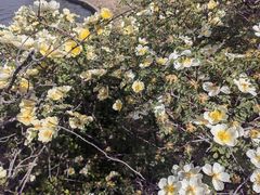 -石家庄市植物园
