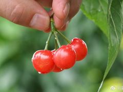 -樱桃山旅游景区