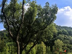 -云溪植物园