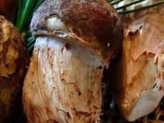-八宝牛潮汕鲜牛肉火锅(净月店)