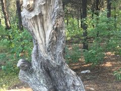 -原山国家森林公园