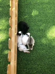 -萌宠亲子动物乐园(槐房万达店)