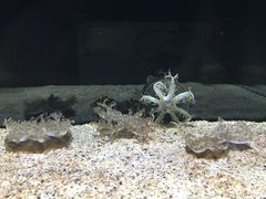 -暹罗海洋世界