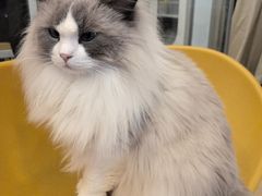 -有喵·猫咖·狗咖·30几只猫10只小狗(岗厦店)