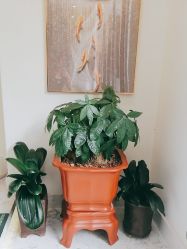 点击看大图 -海涛医疗美容·面部抗衰·注射美鼻