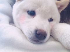-豆柴町-柴犬主题狗咖(红鼎国际C座店)
