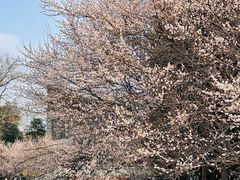 -国际非物质文化遗产博览园