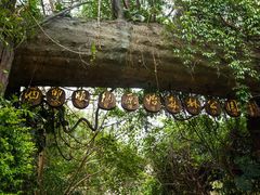 -西双版纳原始森林公园