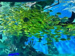 -海合安武汉极地海洋公园