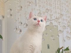 -芭比堂动物医院·犬猫全科·异宠专科(雁塔分院)