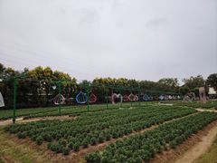 -广东花都香草世界旅游度假区