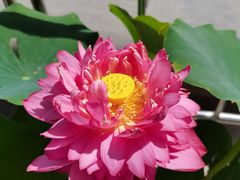 -莲花池公园