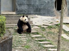 -中国大熊猫保护研究中心雅安碧峰峡基地