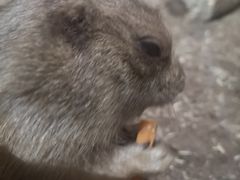 -MR.ZOO小小动物元室内动物园(沈阳沈河盛京中心)