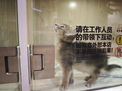 -屋虎猫馆(宝安大仟里店)