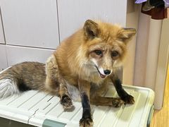 -瑞派申生动物医院·24H夜诊·国际动物医疗中心·骨外科(吴中路店)