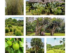 -中国科学院西双版纳热带植物园