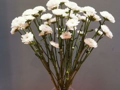 -秦美花卉(天朗·莱茵小城2期店)