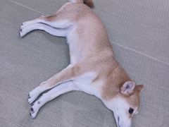 -逗柴咖啡屋·狗咖猫咖宠物桌游
