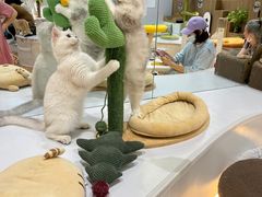 -COLOR PETS 撸猫馆·购猫·猫咖(长风大悦城店)