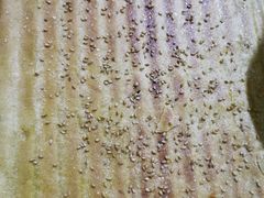 -勃利地摊·勃立小串烧烤