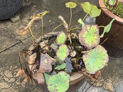 -少林功夫文化中心·独门独院