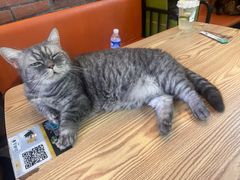 -豆逗聊愈猫阁Easy Life